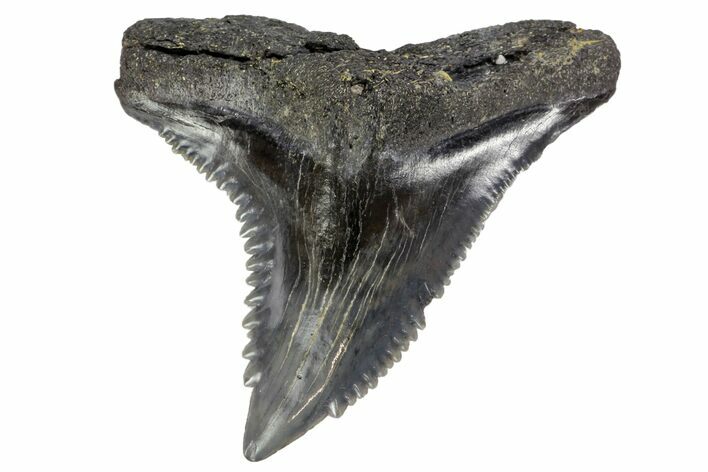 Serrated, Fossil Shark (Hemipristis) Tooth #142462